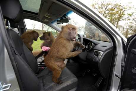 Hyundai i30 chứng minh độ bền qua 30 chú khỉ đầu chó